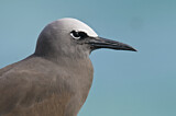 Image. Brown Noddy