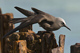 Image. Brown Noddy