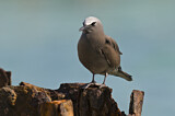 Image. Brown Noddy