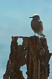 Image. Brown Noddy