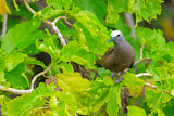 Image. Brown Noddy