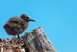 Image. Brown Noddy