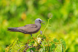 Image. Brown Noddy