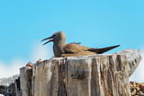 Image. Brown Noddy