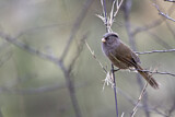 Image. Brown Parrotbill
