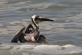 Image. Brown Pelican & Heermann's Gull