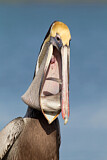 Image. Brown Pelican