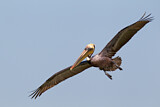 Image. Brown Pelican