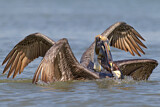 Image. Brown Pelican