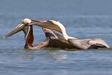 Image. Brown Pelican
