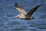Image. Brown Pelican