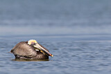 Image. Brown Pelican