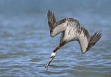 Image. Brown Pelican