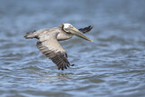 Image. Brown Pelican