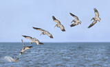 Image. Brown Pelican