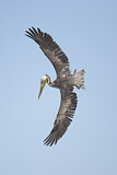 Image. Brown Pelican
