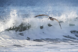 Image. Brown Pelican