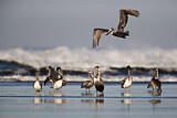 Image. Brown Pelican