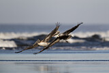 Image. Brown Pelican