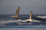 Image. Brown Pelican