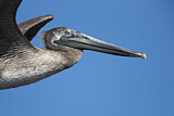Image. Brown Pelican