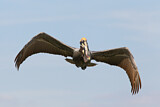 Image. Brown Pelican