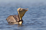 Image. Brown Pelican