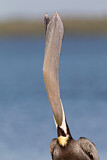 Image. Brown Pelican