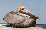 Image. Brown Pelican