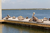 Image. Brown Pelican