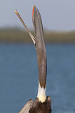 Image. Brown Pelican