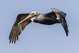 Image. Brown Pelican