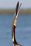 Image. Brown Pelican