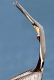 Image. Brown Pelican