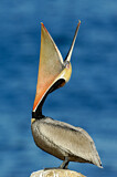 Image. Brown Pelican
