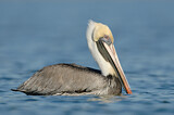 Image. Brown Pelican