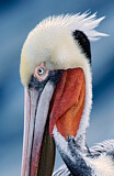 Image. Brown Pelican