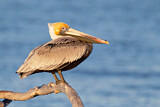 Image. Brown Pelican