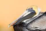 Image. Brown Pelican