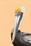Image. Brown Pelican