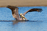 Image. Brown Pelican