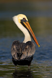 Image. Brown Pelican