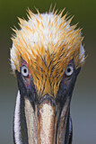 Image. Brown Pelican