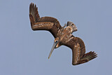 Image. Brown Pelican