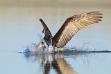 Image. Brown Pelican
