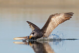 Image. Brown Pelican