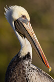 Image. Brown Pelican