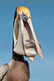 Image. Brown Pelican