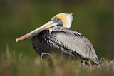 Image. Brown Pelican