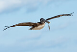 Image. Brown Pelican